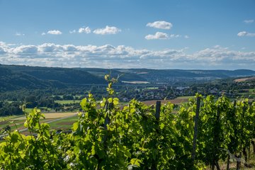 Weinberge bei Tauberbischofsheim