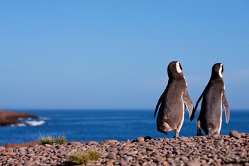 Magellanpinguine an der Küste Argentiniens