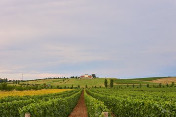 Weinberge in Ilok, Kroatien