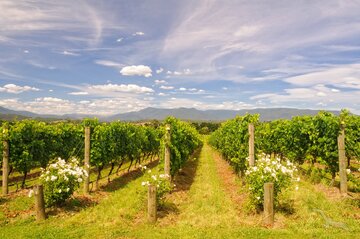 Yarra Valley
