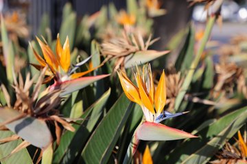 farbenfrohe Blumenpracht