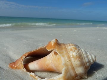 Muschel am Strand