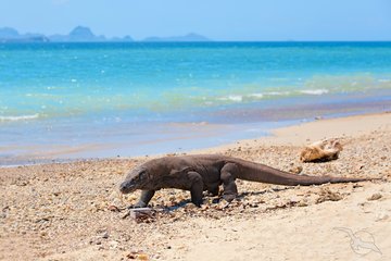 Komodowaran am Strand, Insel Komodo