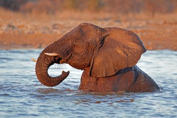 Afrikanischer Elefant in der Savanne