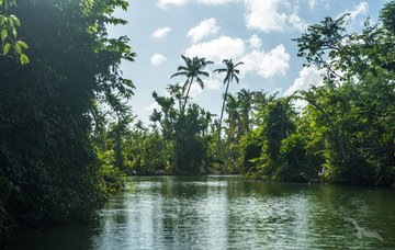 Bootsfahrt auf dem Indian-River, Dominica