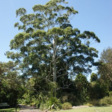 Eukalyptusbaum, Australien