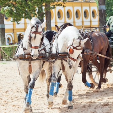 Pferde der spanischen Hofreitschule