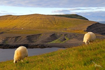 grasende Schafe auf der Insel Heimaey, Island