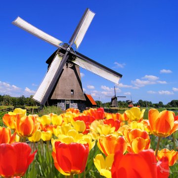 Tulpenfeld vor einer Windmühle