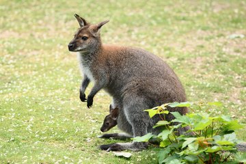 Wallaby in Australien