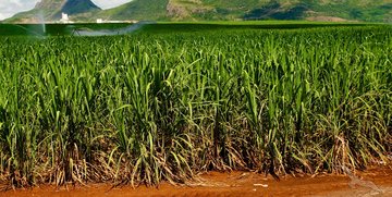Zuckerrohr-Anbau