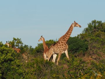 Giraffe in Savanne