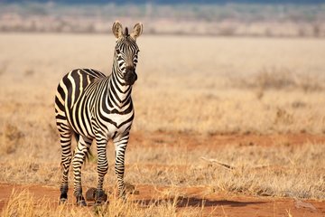 Zebra in der Savanne