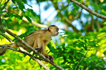 Kapuziner-Affe in seinem natürlichen Lebensraum