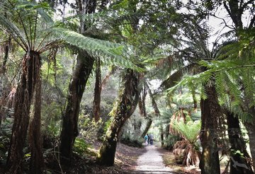 Pfad durch tropischen Garten, Tasmanien