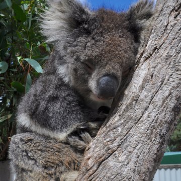 Koalabär im Wings Wildlife Park, Tasmanien, Australien