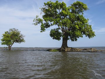Baum im Flussdelta des Amazonas