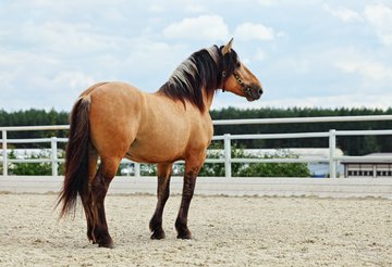 Paso Peruano Pferd, Peru