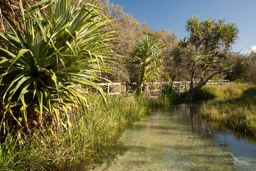 Buschlandschaft auf Fraser Island, Australien
