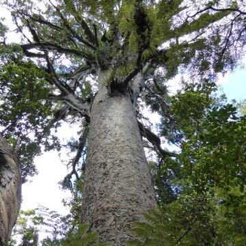 Neuseeländischer Baum