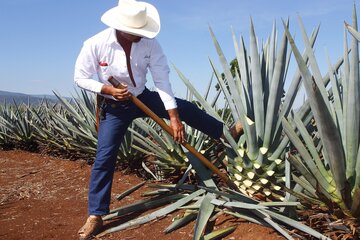 Agavenernte, Mexiko