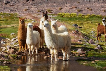 Lamas am Wasser