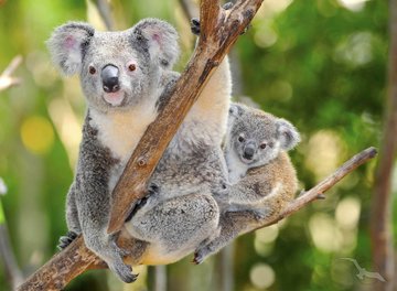 Koalas im Baum, Australien