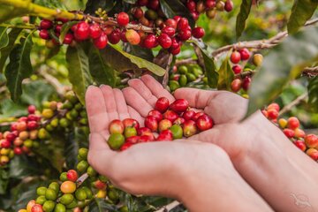 Kaffeeernte