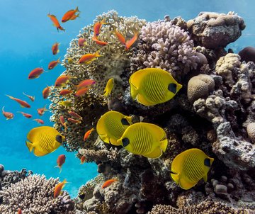 Bunte Fische am Korallenriff