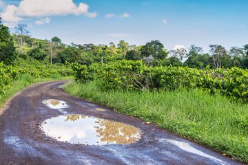 Plantage der Ylang Ylang Pflanze in Nosy Be, Madagaskar