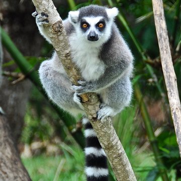 Ein Lemur in seiner gewohnten Umgebung