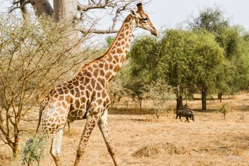 Giraffe im Bandia Naturreservat in Dakar, Senegal