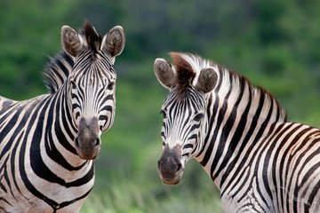 iSimangaliso-Wetland-Park und Hluhluwe (1 Ü.)