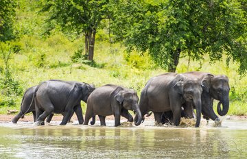 Elefanten im Wasser, Sri Lanka