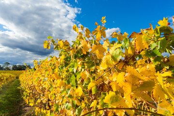 Weinbauland Australien