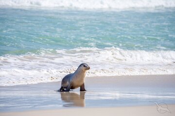 Robbe am Strand von Kangaroo Island, Australien