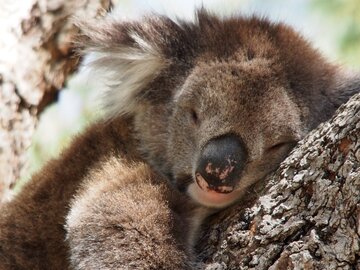 Niedlicher Koala