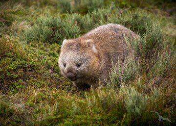 Wombat in der Natur von Australien