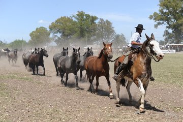 Argentinischer Gaucho mit Pferdeherde