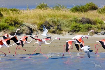 Flamingos in der Camargue, Frankreich