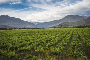 Weinanbau in weitem Tal