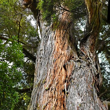 Peel Forest Naturpark