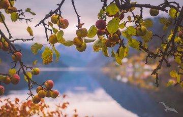Apfelblüte im Hardangerfjord