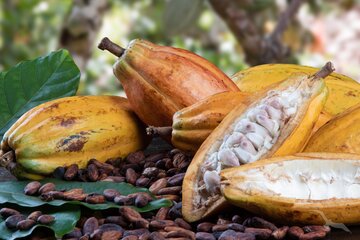 Illheus, Kakao 