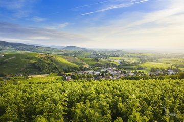 Weite Landschaft mit Weinbergen, Frankreich