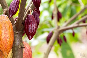 Kakaobaum in Ecuador