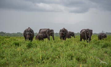 Elefanten in Sri Lanka