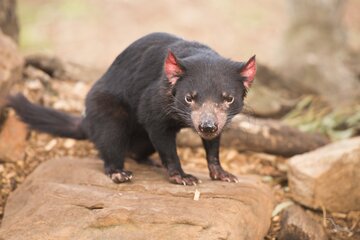 Tasmanischer Teufel