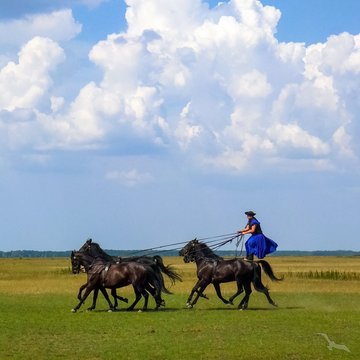 Puszta Pferdeshow, Ungarn