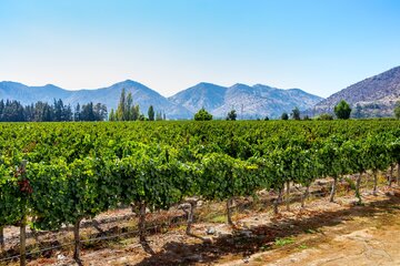 Weinberge in Chile